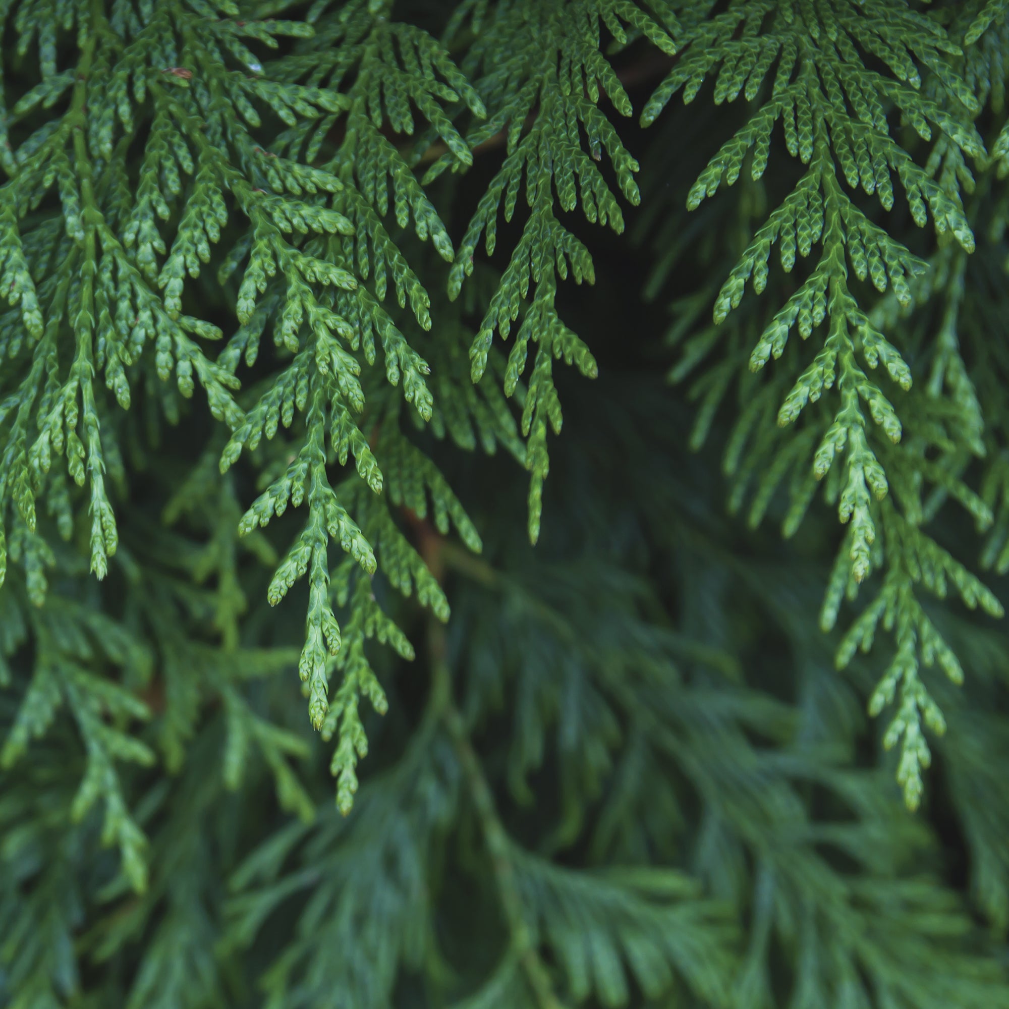 Bergamot Cedar
