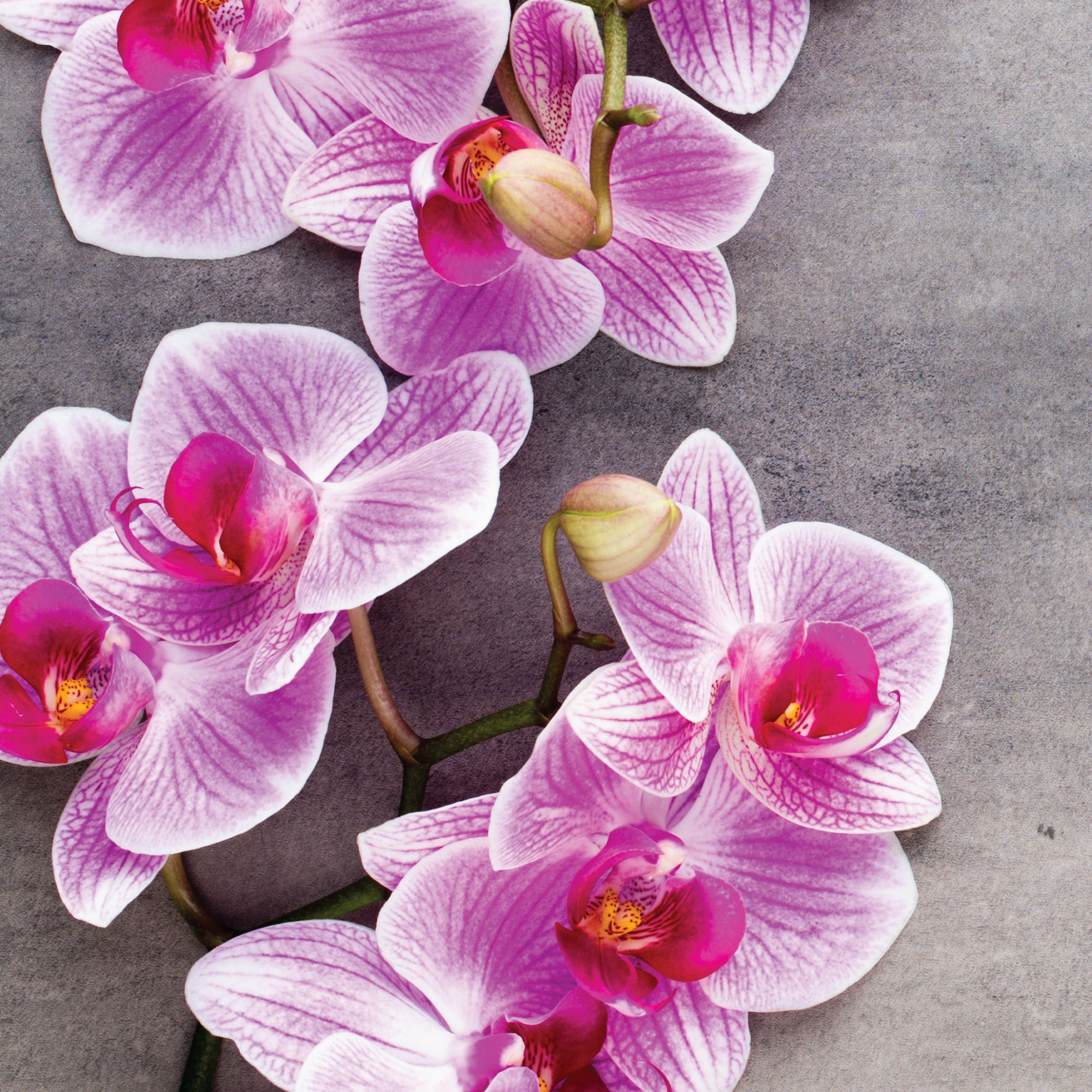 Sea Salt Orchid