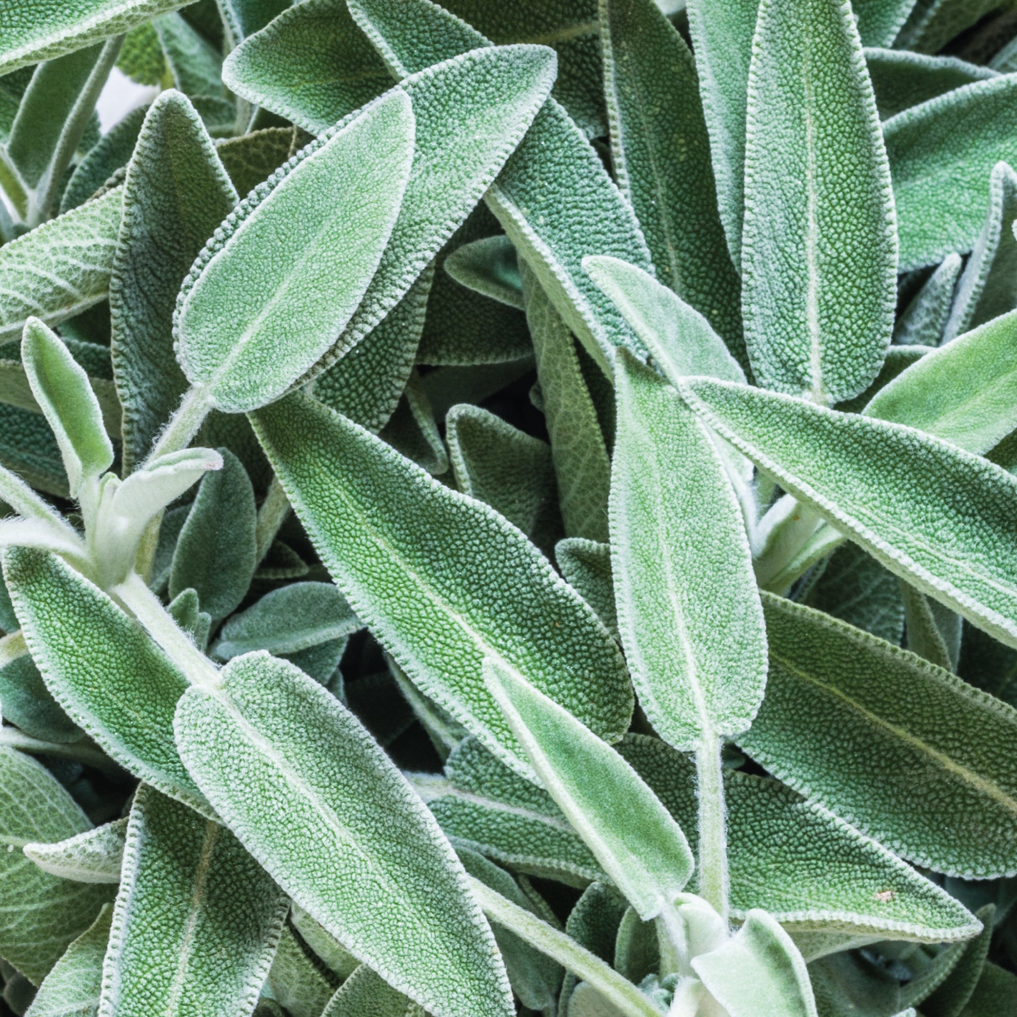 Sage