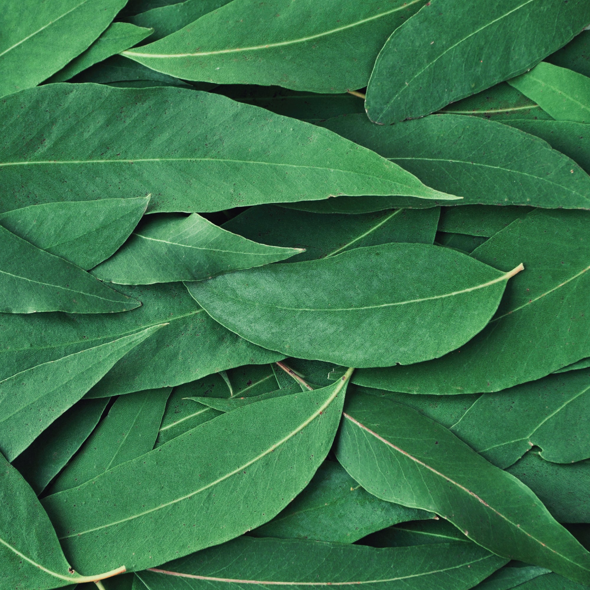 Eucalyptus Mint