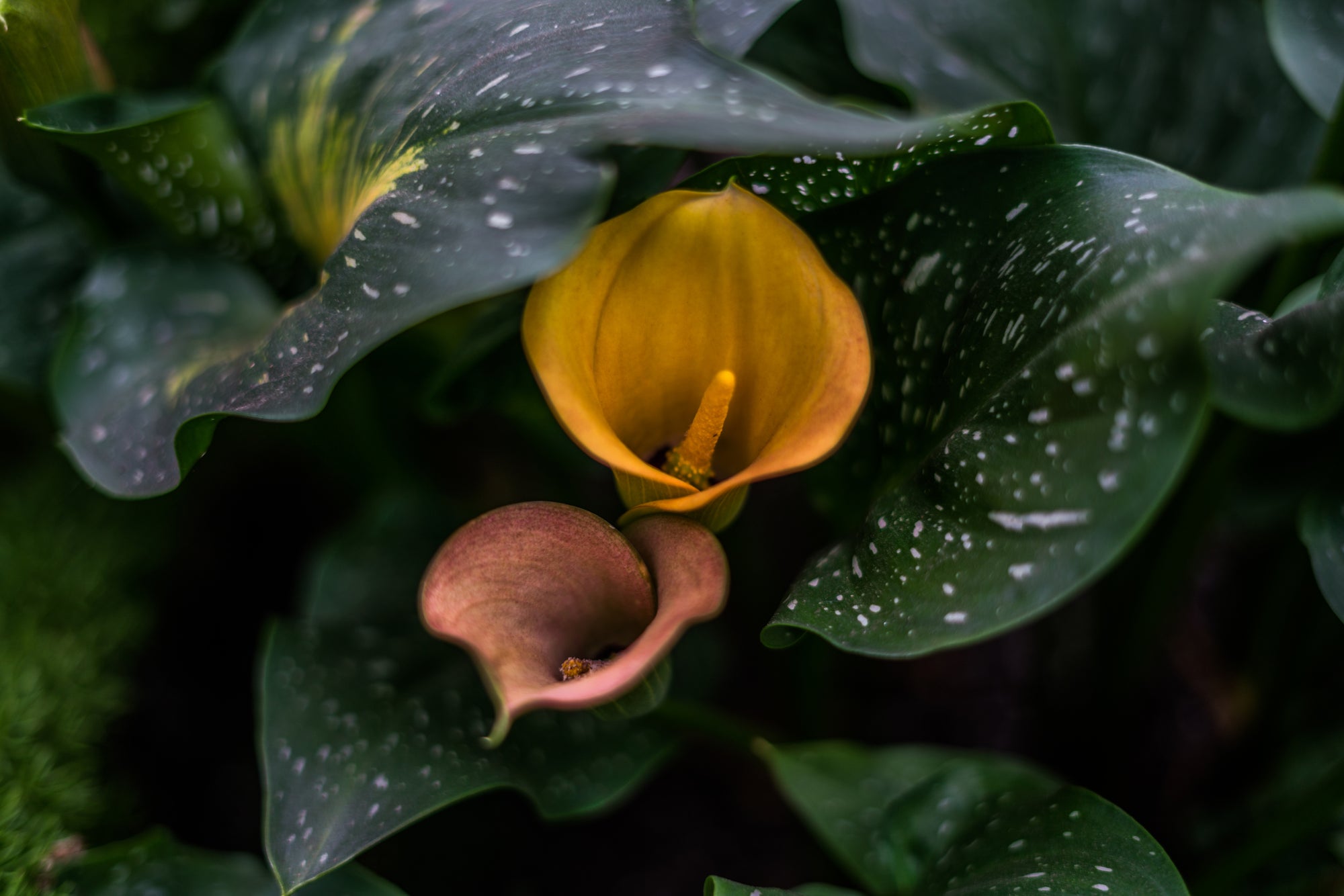 Leaves